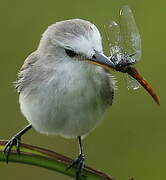 White-headed Marsh Tyrant