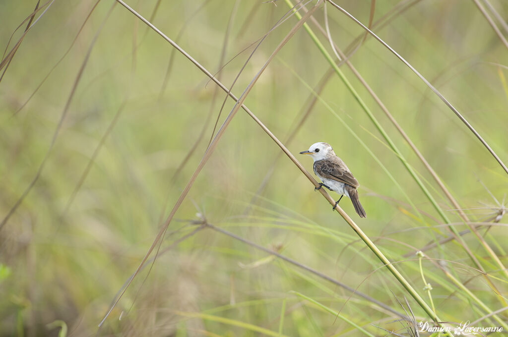 White-headed Marsh Tyrant