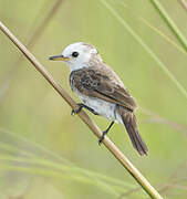 White-headed Marsh Tyrant