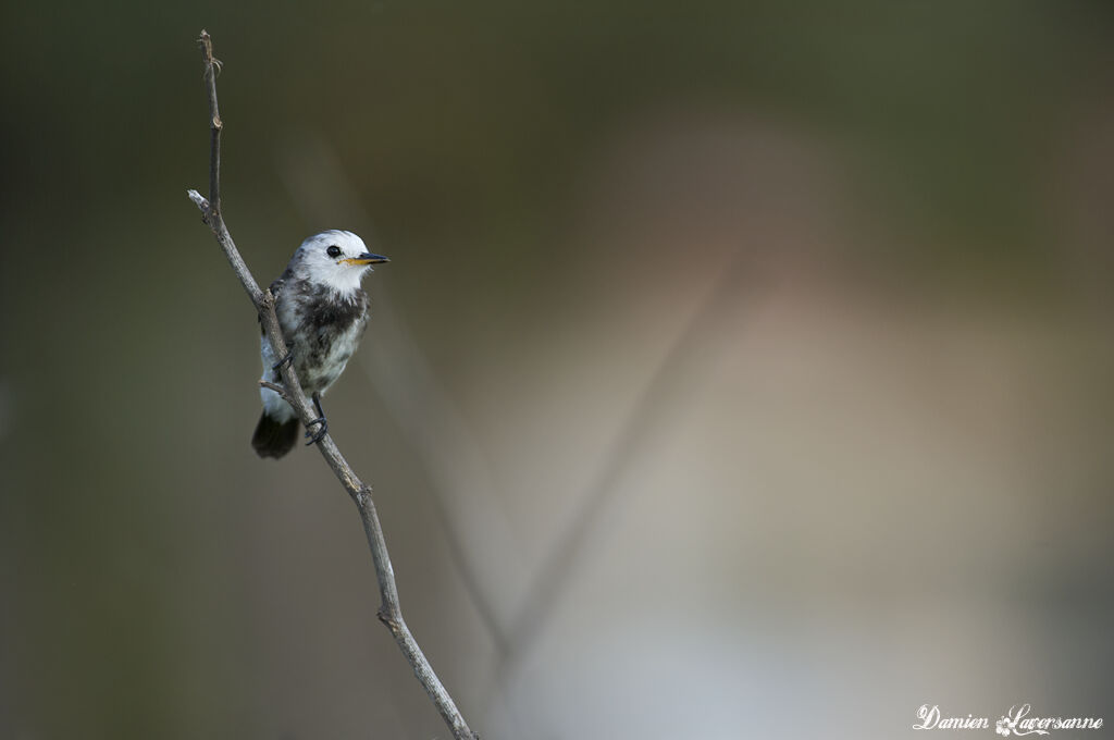 White-headed Marsh Tyrant