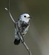 White-headed Marsh Tyrant