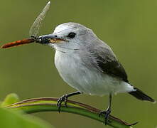 White-headed Marsh Tyrant