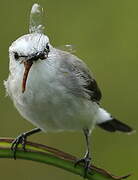 White-headed Marsh Tyrant