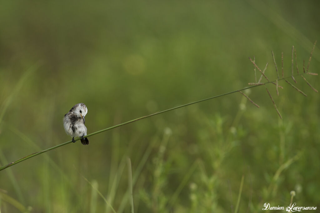 White-headed Marsh Tyrant