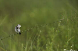 White-headed Marsh Tyrant