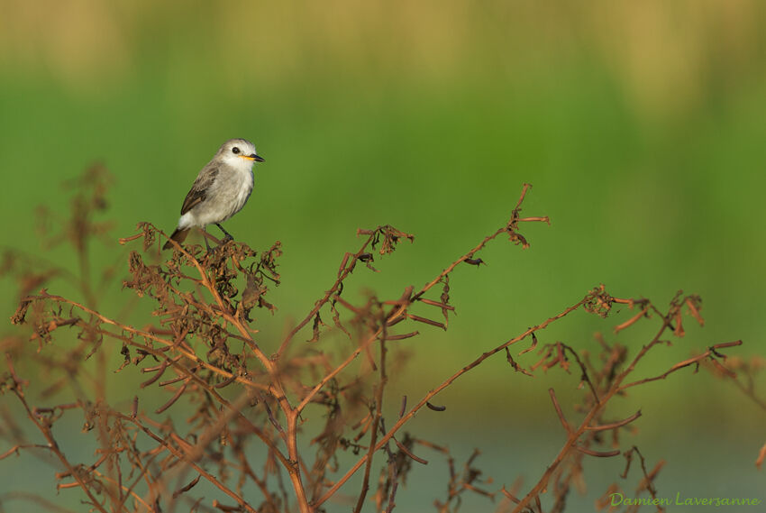 White-headed Marsh Tyrant female