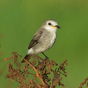 White-headed Marsh Tyrant