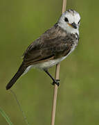 White-headed Marsh Tyrant