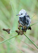 White-headed Marsh Tyrant