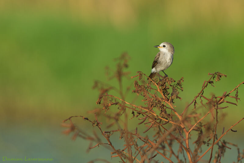 White-headed Marsh Tyrant