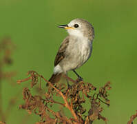 White-headed Marsh Tyrant