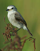 White-headed Marsh Tyrant