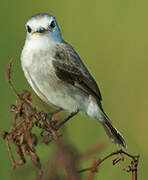 White-headed Marsh Tyrant