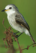 White-headed Marsh Tyrant