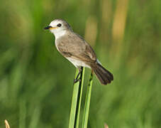 White-headed Marsh Tyrant