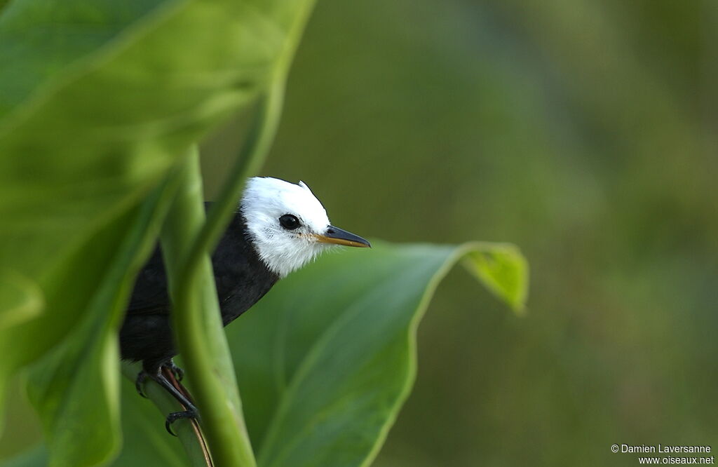 White-headed Marsh Tyrant male