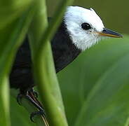 White-headed Marsh Tyrant