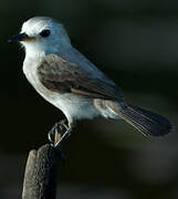 White-headed Marsh Tyrant