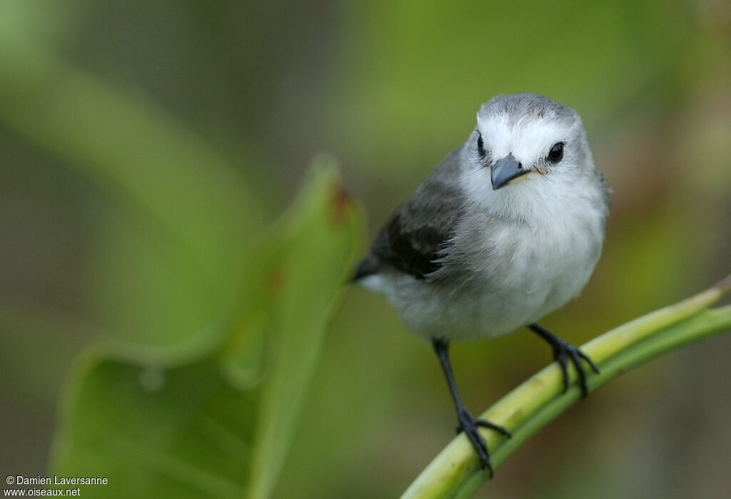 White-headed Marsh Tyrant female