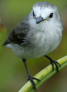 White-headed Marsh Tyrant