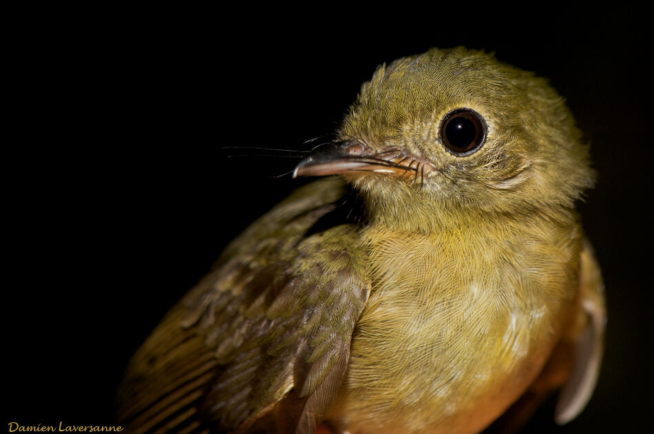 Whiskered Myiobius