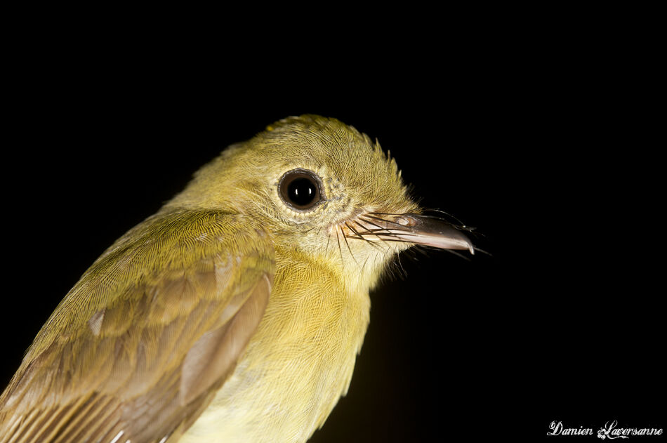 Whiskered Myiobiusadult