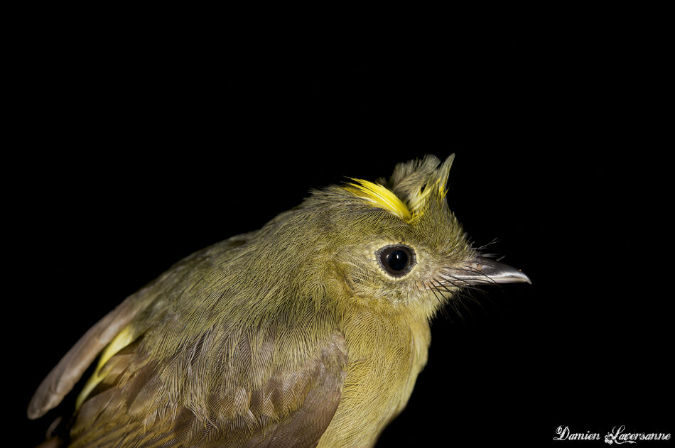 Whiskered Myiobius