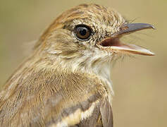 Bran-colored Flycatcher