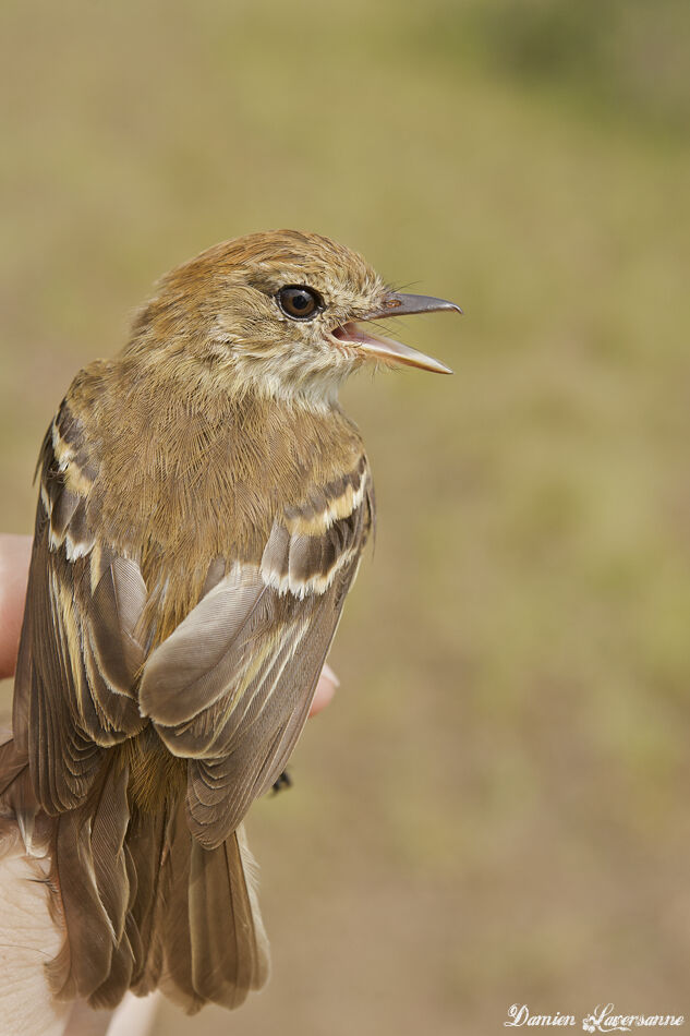 Bran-colored Flycatcher