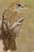 Bran-colored Flycatcher