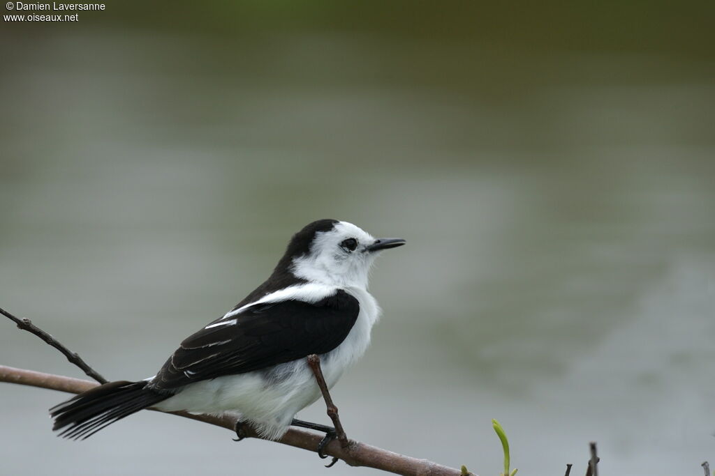 Pied Water Tyrant