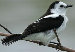 Pied Water Tyrant