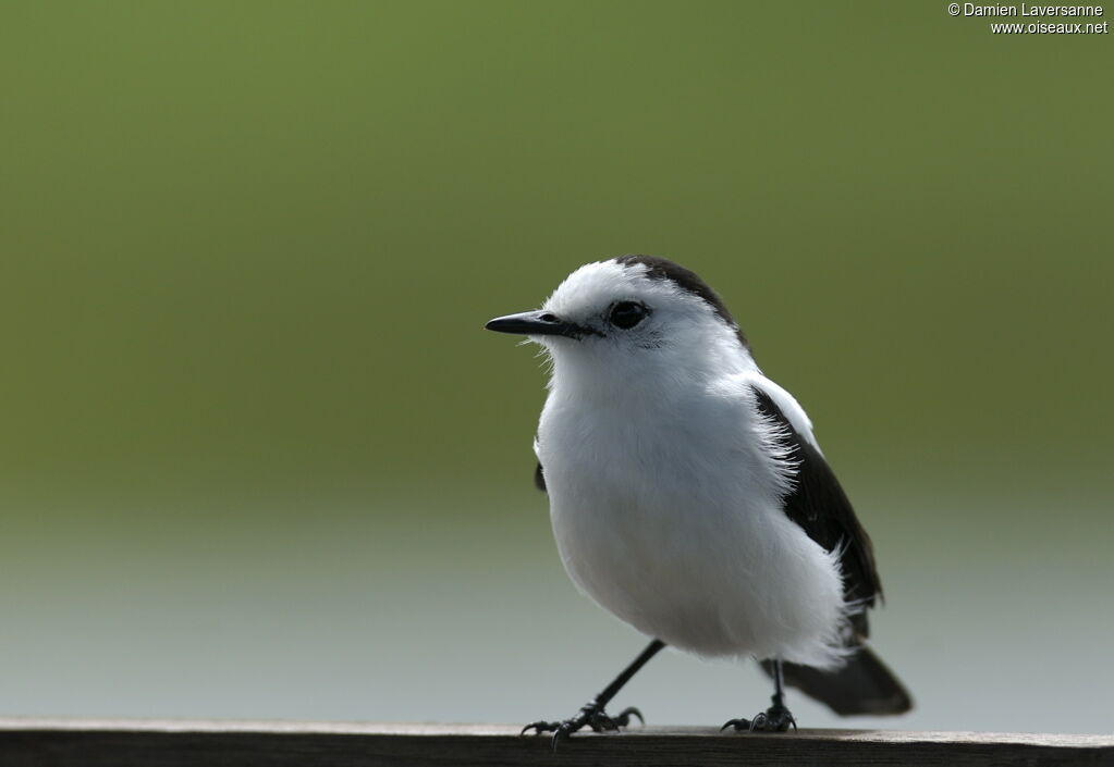 Pied Water Tyrant