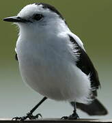 Pied Water Tyrant