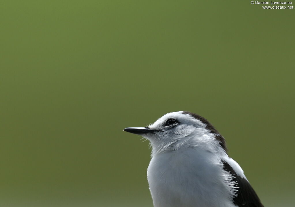 Pied Water Tyrant