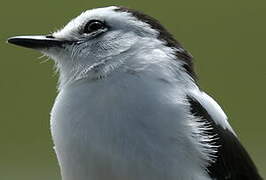 Pied Water Tyrant