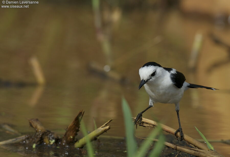 Pied Water Tyrant