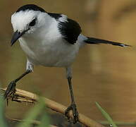 Pied Water Tyrant