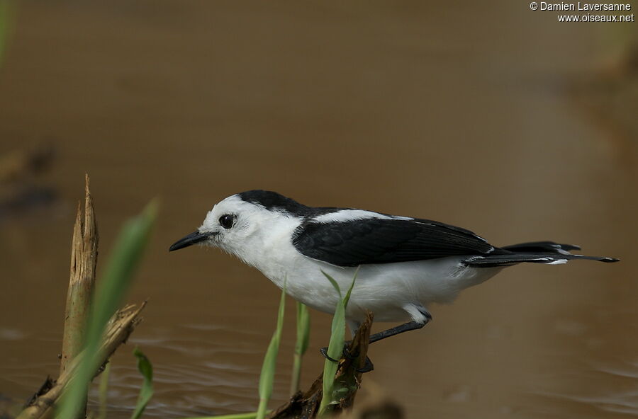 Pied Water Tyrant