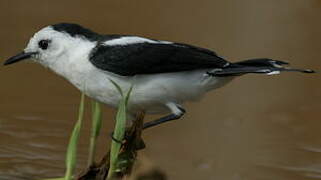 Pied Water Tyrant