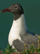 Mouette atricille