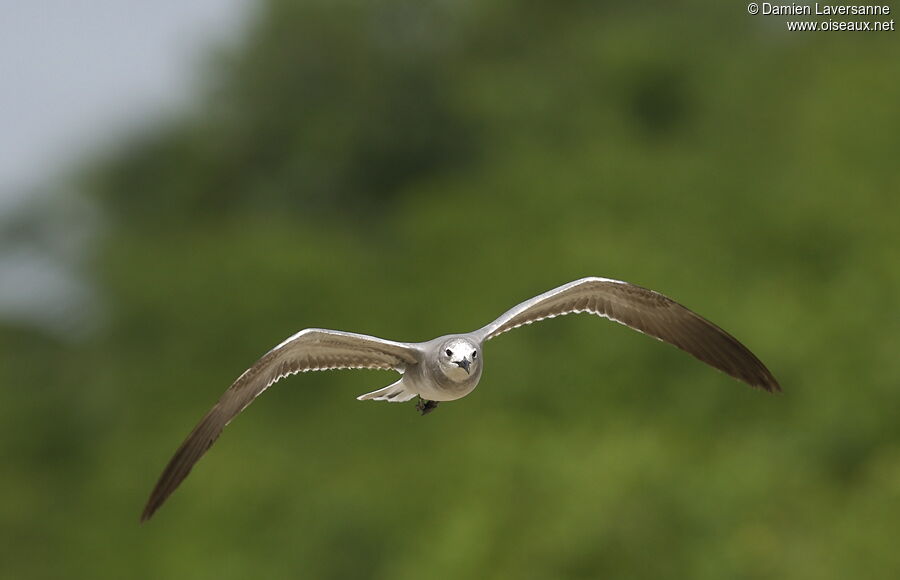 Mouette atricille