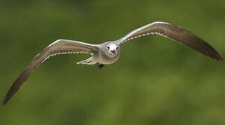 Mouette atricille