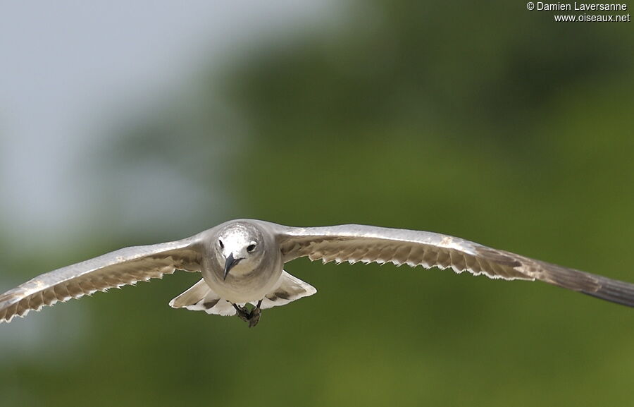 Mouette atricille