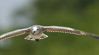 Mouette atricille