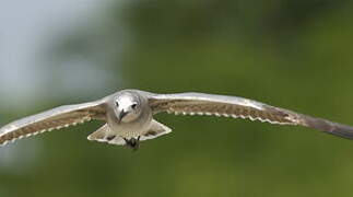 Laughing Gull