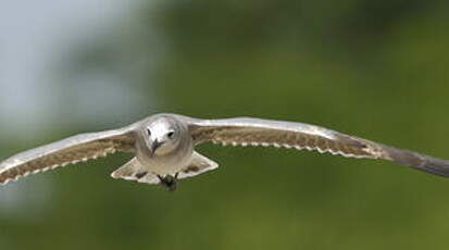 Mouette atricille