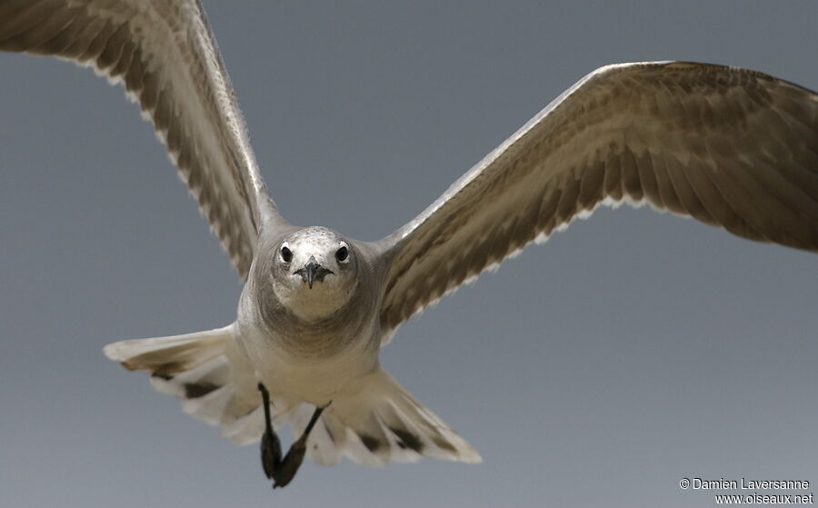 Mouette atricille