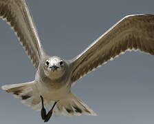 Laughing Gull