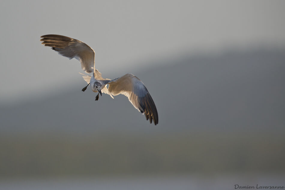 Laughing Gull